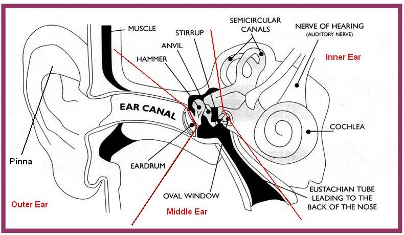 Ear Diagram Ks2 - Human Anatomy